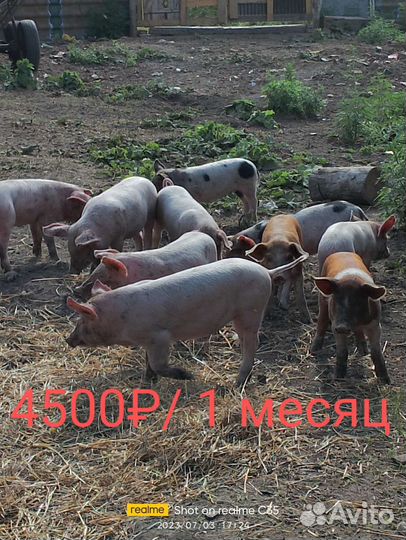 Поросята