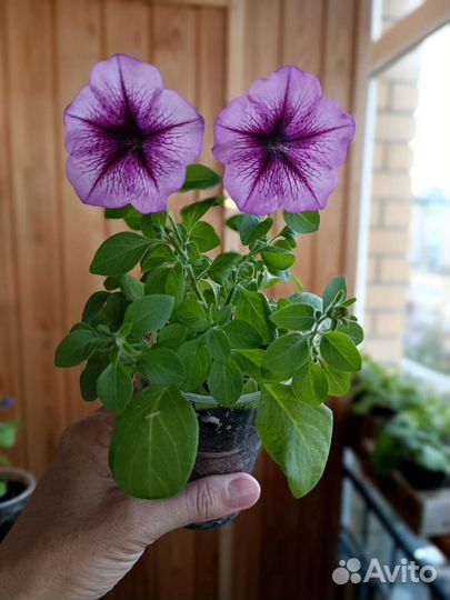 Петуния - Эклиптика F1 Стардаст