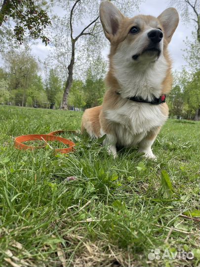 Собака для фотосессии