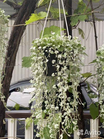 Дихондра серебристая