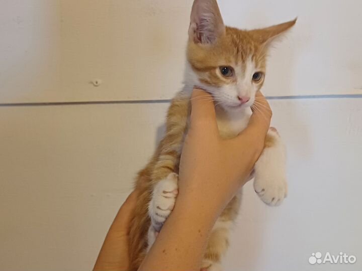 Рыжий котенок мальчик 1 месяц, в добрые руки Сочи