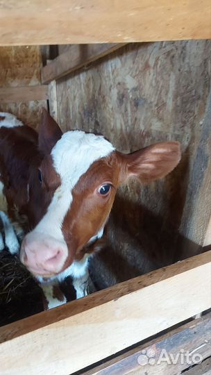 Телка айрширская породная