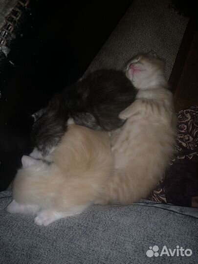 Котята в добрые руки