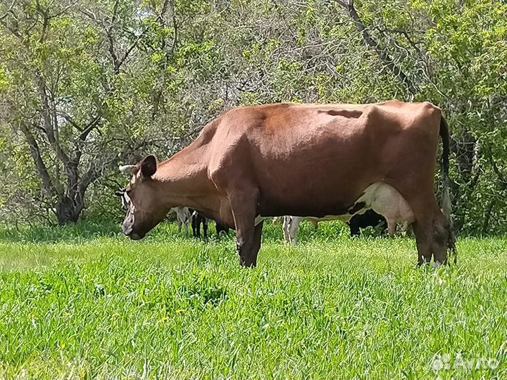 Коровы дойные