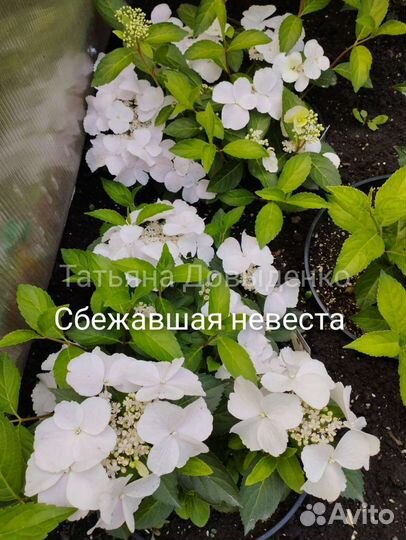 Гортензия Сбежавшая невеста, Френч Болеро