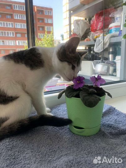 Котенок в добрые руки