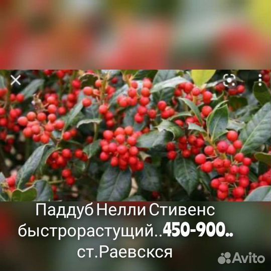 Падуб остролистный,османтус,питоспорум, османтус