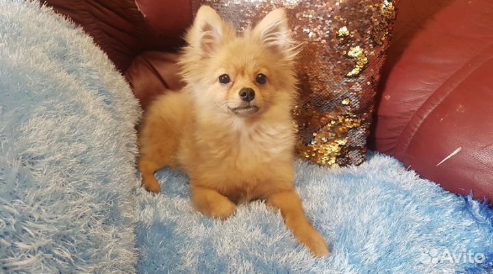 Передержка крупных и мелких собак зооняня