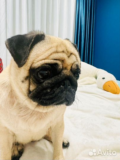 Мопс девочка