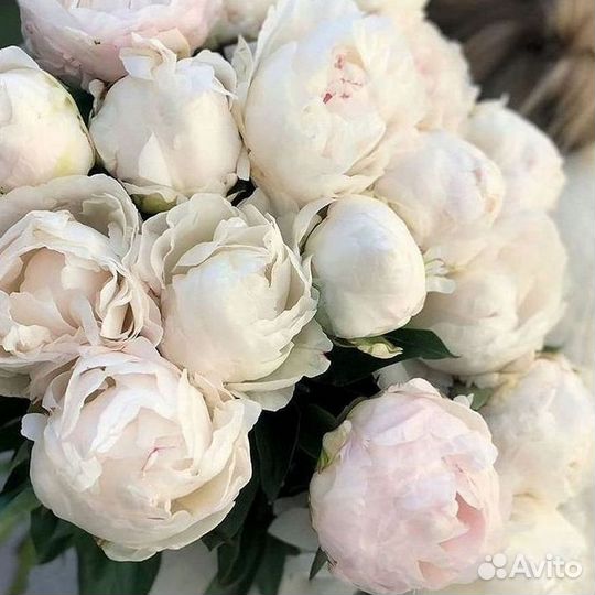 Пионы Букет пионов