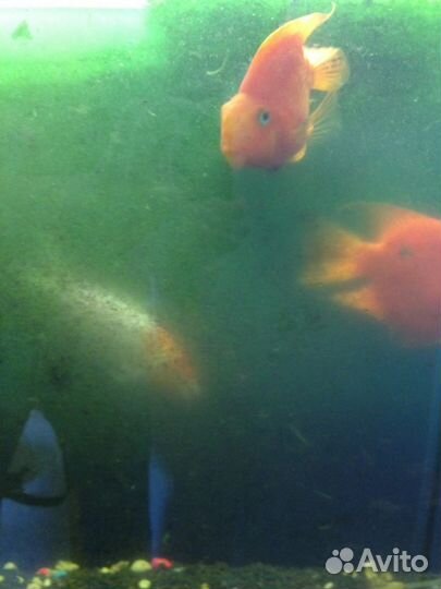 Обслуживание аквариумов. Уборка. Запуск. Переезд