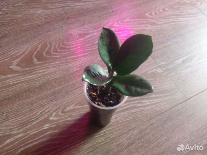 Замиокулькас зензи жук