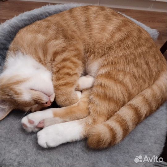 Котик ищет дом