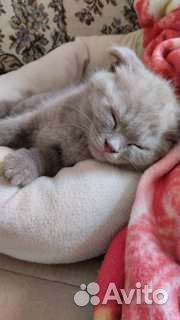 Шотландский прямоухий кот на вязку с родословной