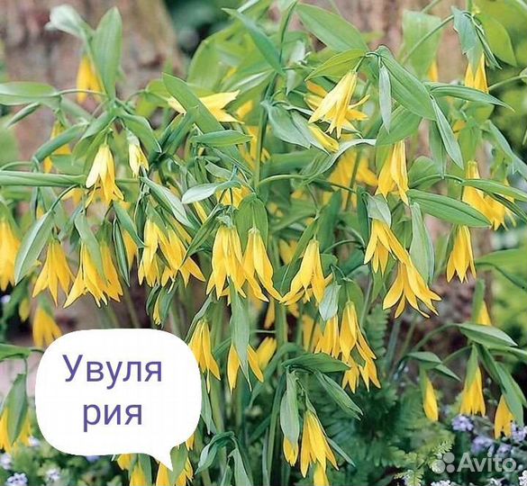 Многолетники Ч. 7