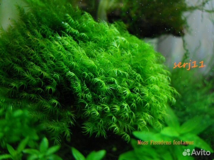 Мхи и Буцефеландр