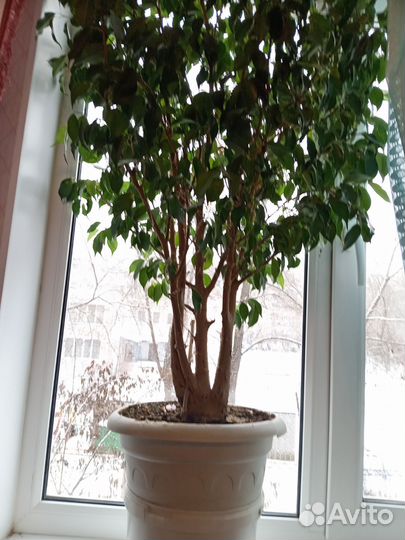 Фикус бенджамина