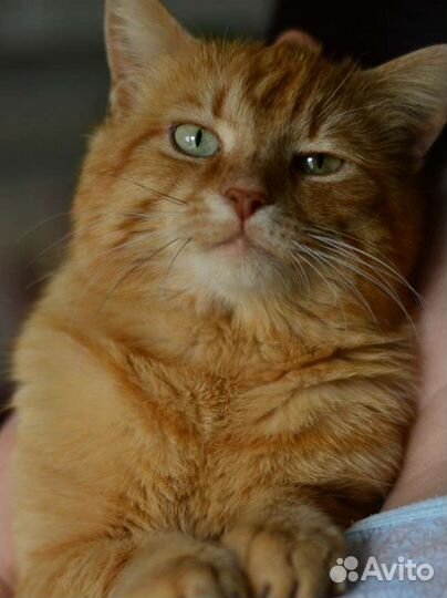 Молодой котик 