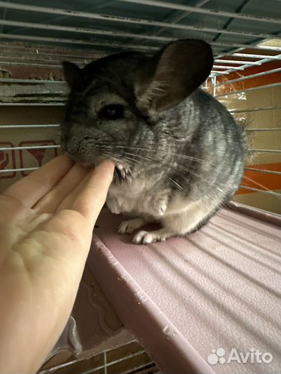 Шиншилы,сирийские хомяки, джунгарские,белки дегу