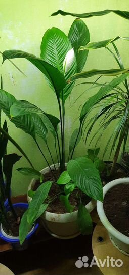 Комнатные растения