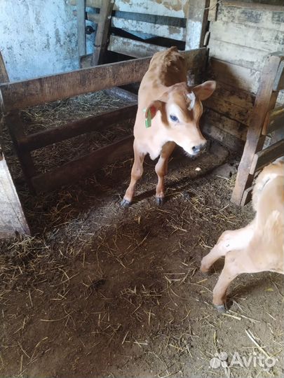 Телята бычки доставка