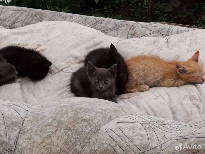 Кошка в дар бесплатно