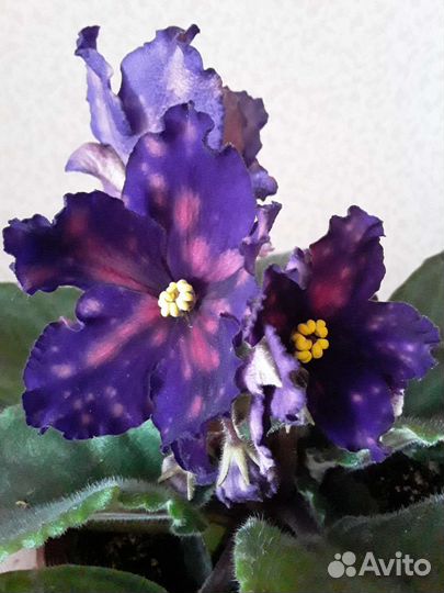 Фиалка контрастная