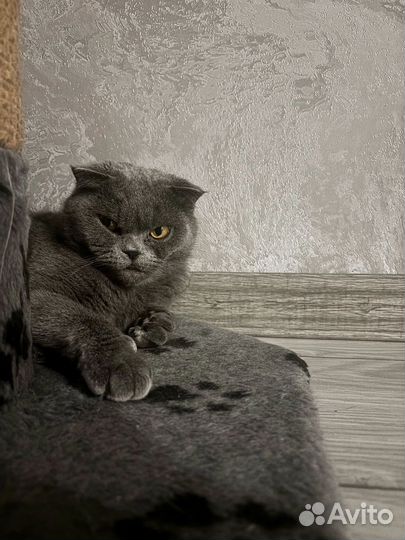 Кошечка в добрые руки