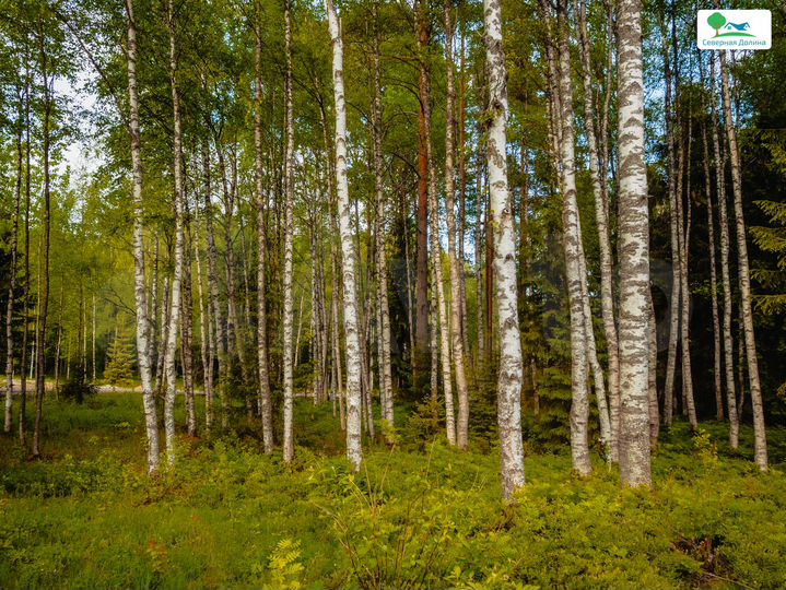 Участок 8,3 сот. (СНТ, ДНП)