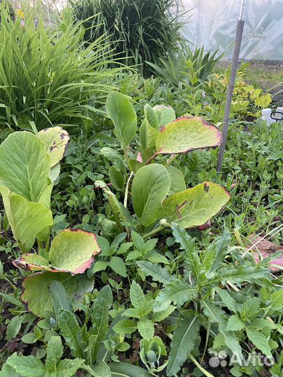 Розмарин. Бадан