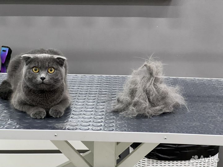 Груминг кошек стрижка кошек