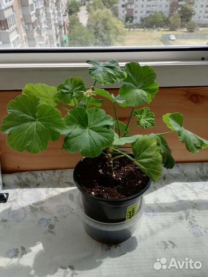 Комнатные растения