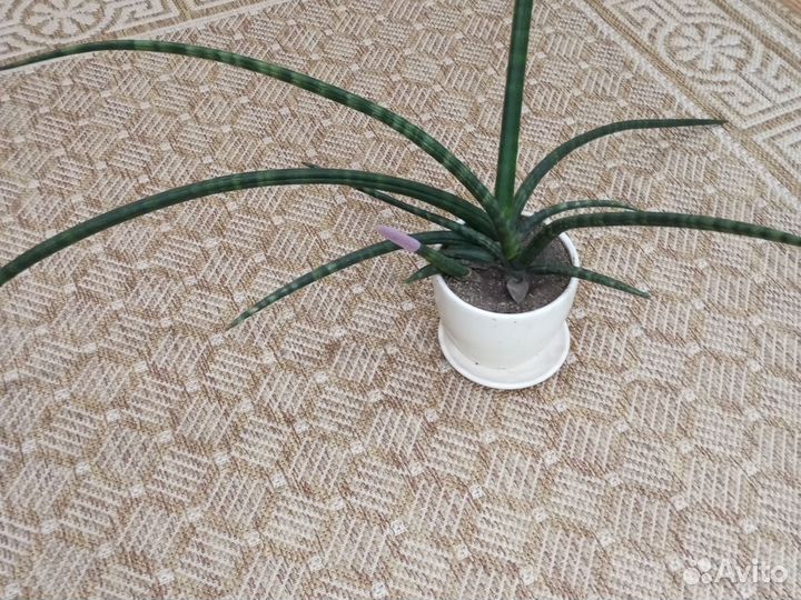 Кактусы и суккуленты