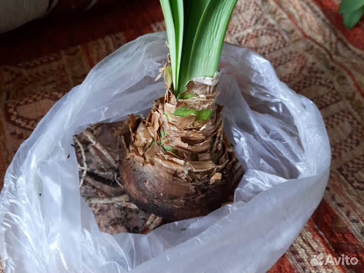 Луковицы амариллиса. бронь