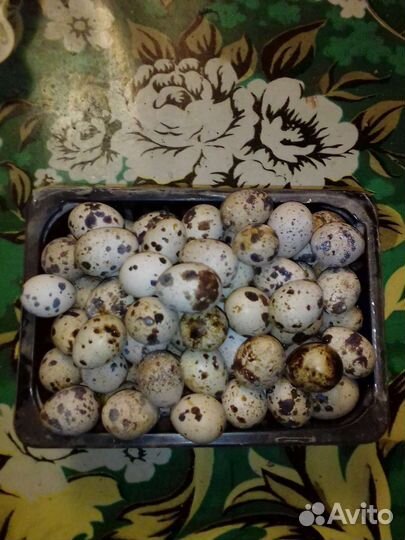 Перепела, яйцо