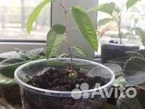 Эвкалипт комнатное растение