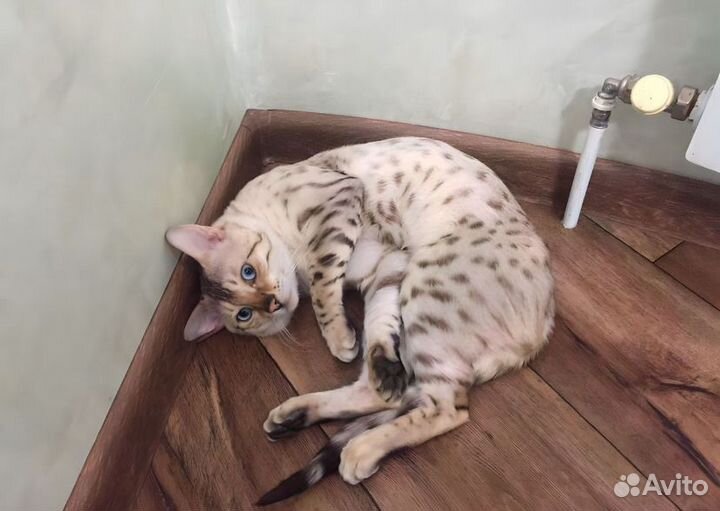 Котятата Бенгалы