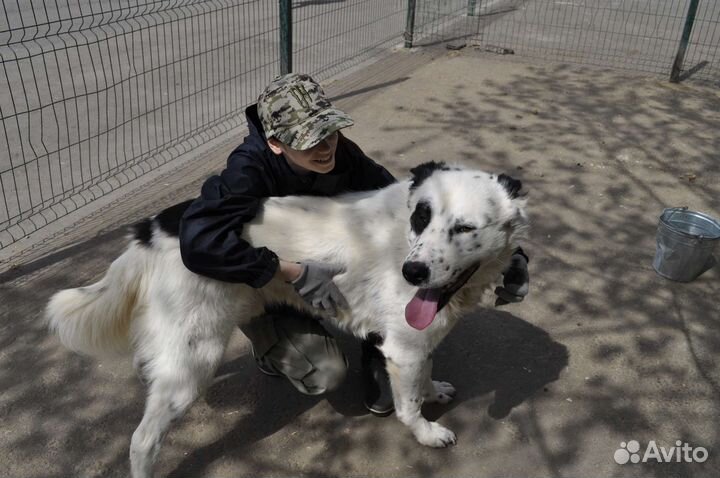 Среднеазиатская овчарка в добрые руки