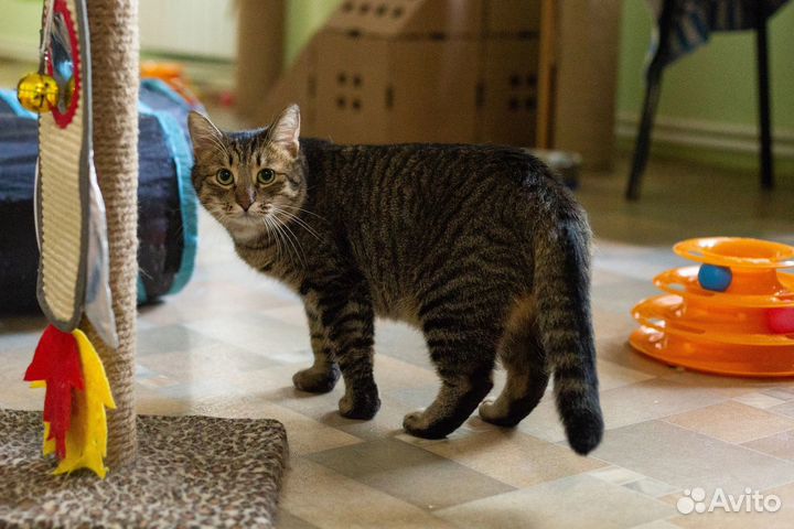 Котик Мартин