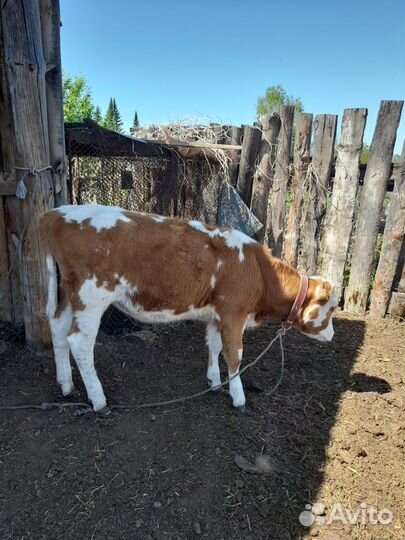 Корова телка