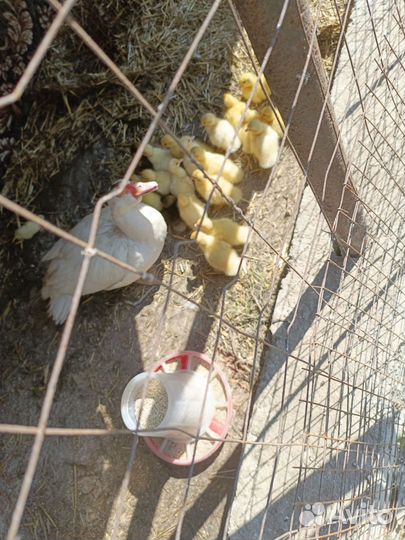 Индоутки недельные