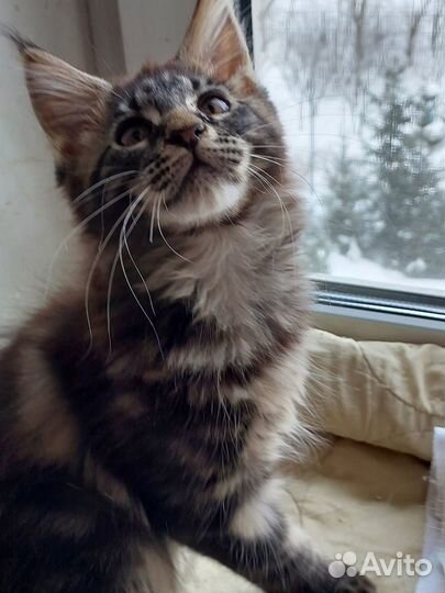Котята мейн-кун