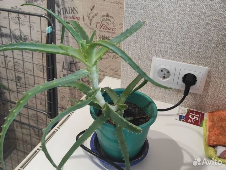 Комнатные цветы алоэ