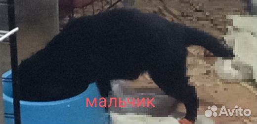 Собака в добрые руки щенок
