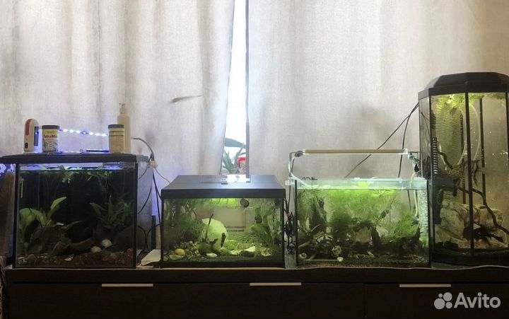 Аквариум, растения, улитки