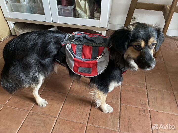 Шлейка для собак с рюкзаком и карманами на спину