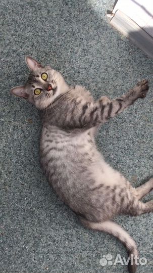 Котик стерилизованный