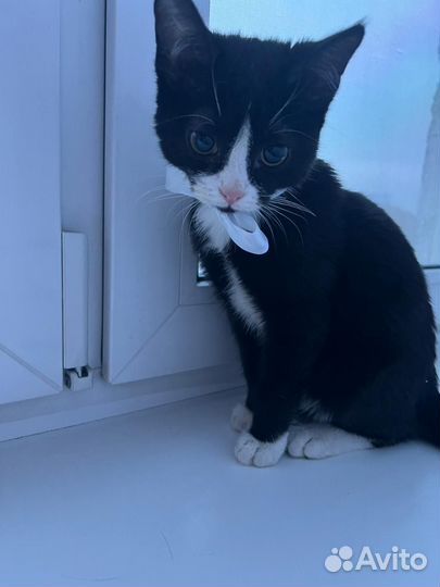 Котенок мальчик