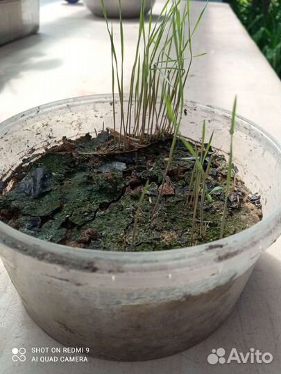 Ячмень гривастый