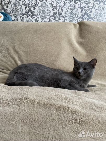 Кошака Кот Котенок